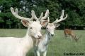 Albino Deer