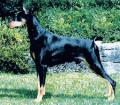 Doberman