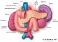 Pancreas