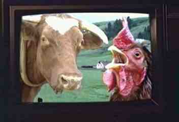 cow and chicken are friends