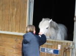 Reby chez les poneys - Gitane